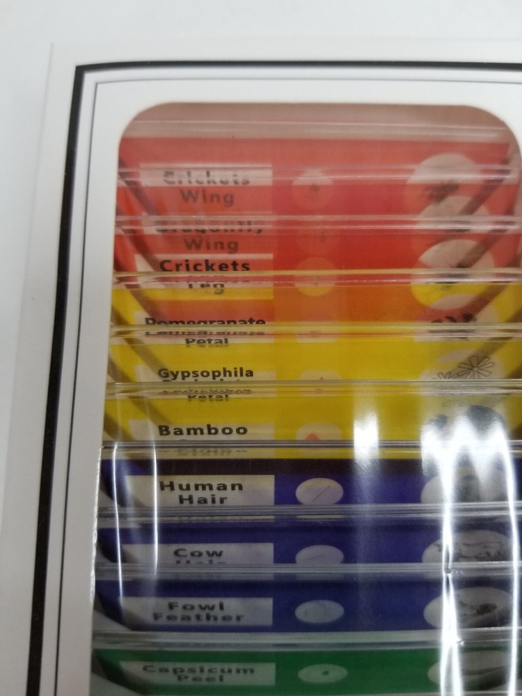 Prepared Microscope Slides Plants And Insects Home School Educational