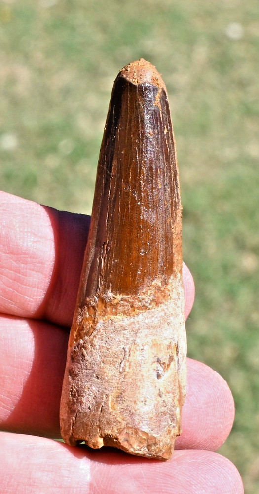 Spinosaurus tooth 2.77 inches, from Morocco #4