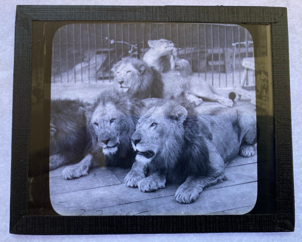 KEYSTONE MAGIC LANTERN SLIDE 77 CAGED LIONS 1920s