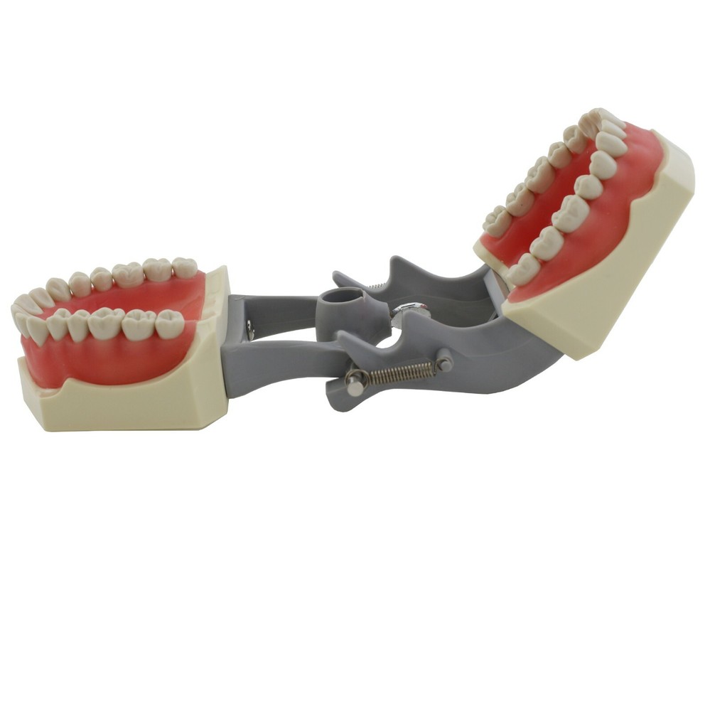 Columbia Dentoform 860 Dental Typodont Model Mounting Pole 32pcs Removable Teeth