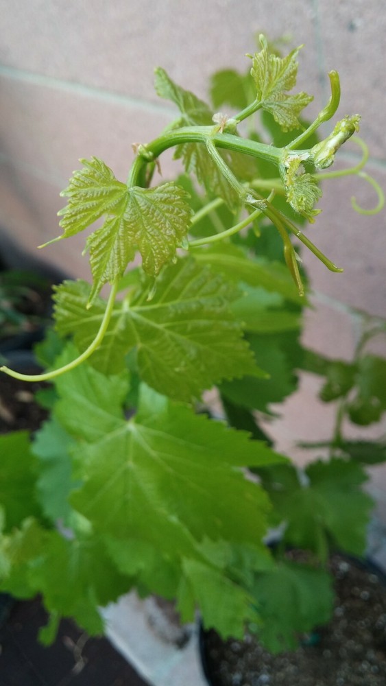 Thompson Seedless Grape Vine