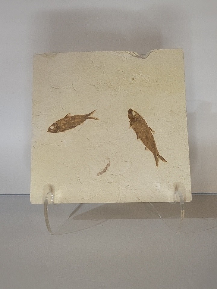 FOSSIL FISH MULTIPLE PLATE (A4)