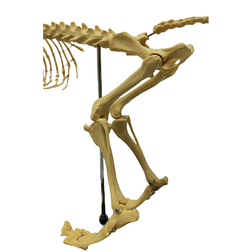 Model Canine Skeleton Standard Size Dog Display Lab Study Veterinary Animal