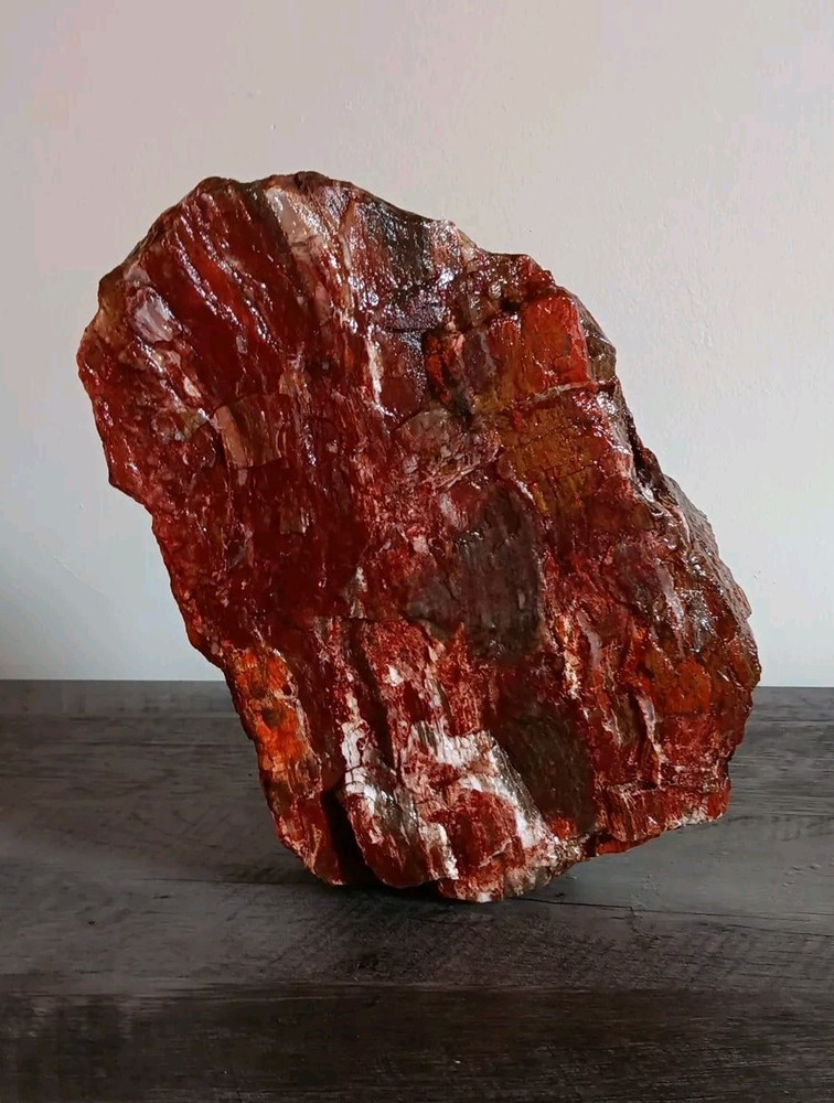 15+ Lbs *Beautiful Wisconsin* Petrified Wood