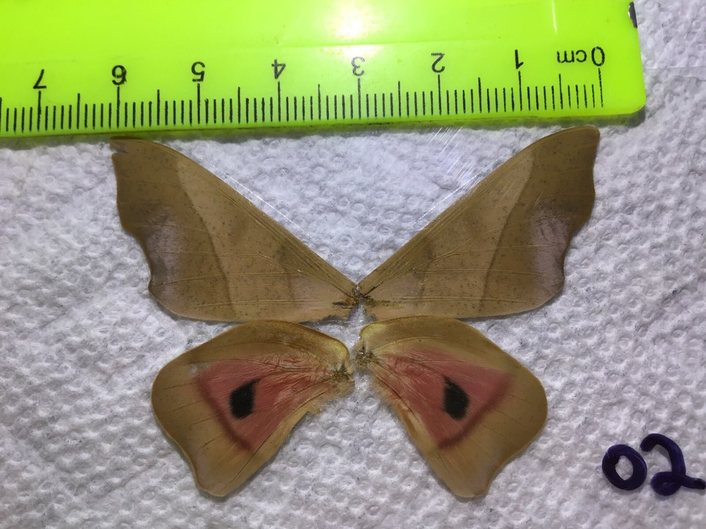 LPSA2  02  A+/ A   Syssphinx ? Saturniidae Moths