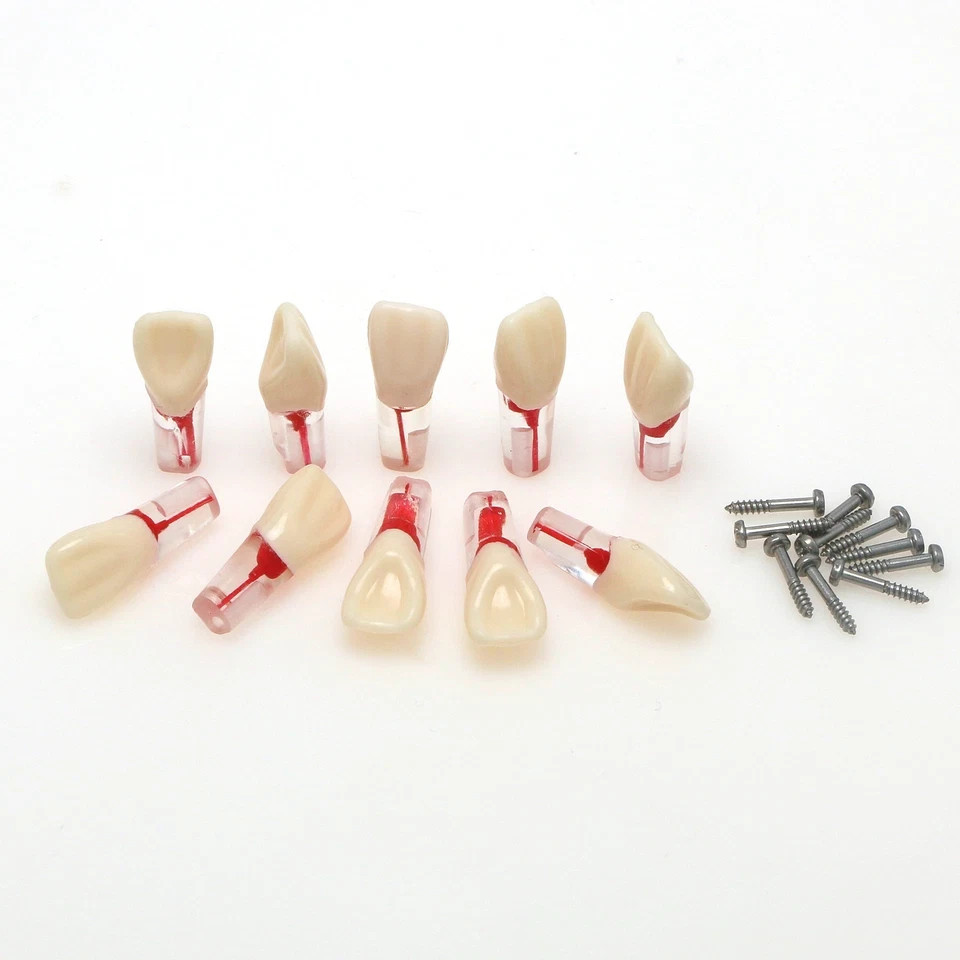 Dental Endodontic Root Canal RCT Practice Endo Teeth Model Pulp Study #8006