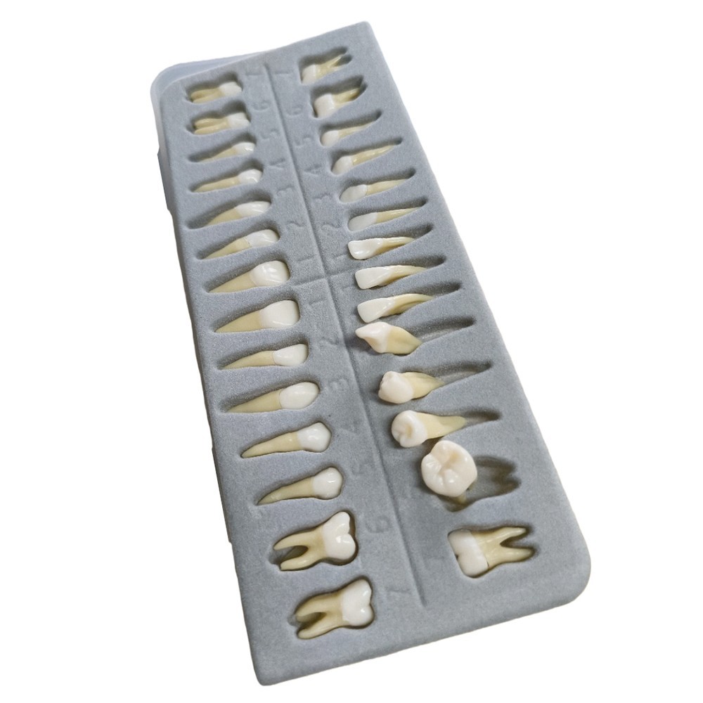 Dental 1:1 Permanent Teeth Demonstration Teach Study Model with 28Pcs Teeth