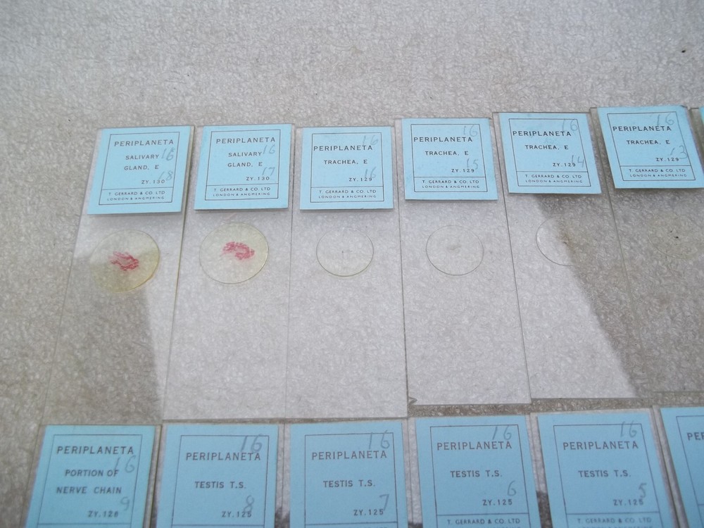 Vintage Glass Microscope Slides -