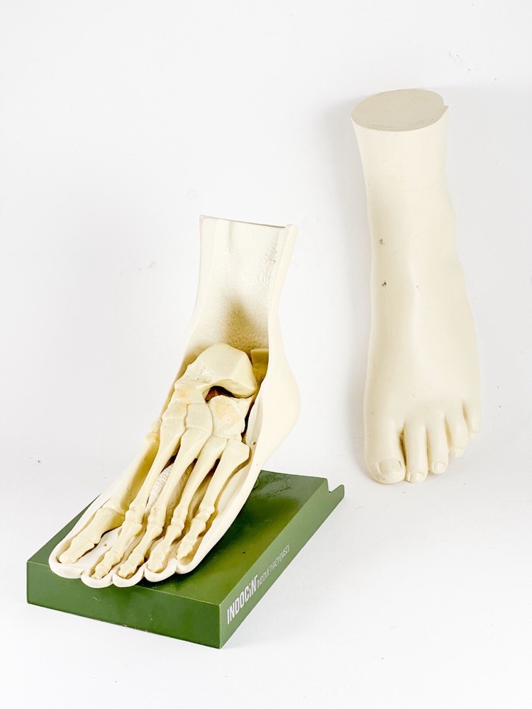 Merck Sharpe & Dome Anatomic Foot Model