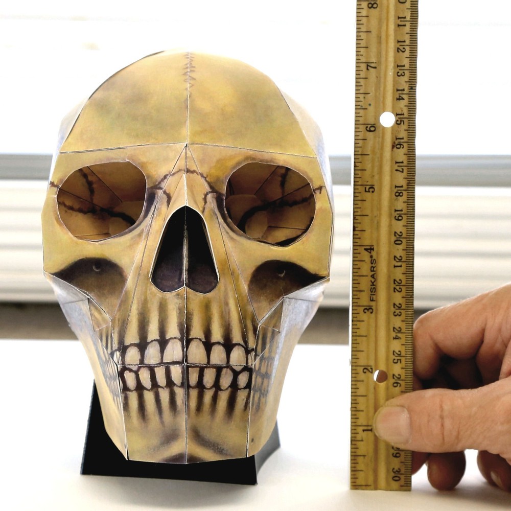 Human Skull paper model