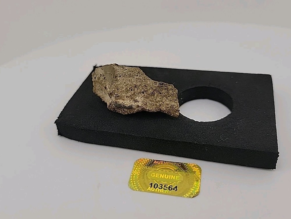 Fossilized Raptor Talon Dinosur Permineralized Fossil