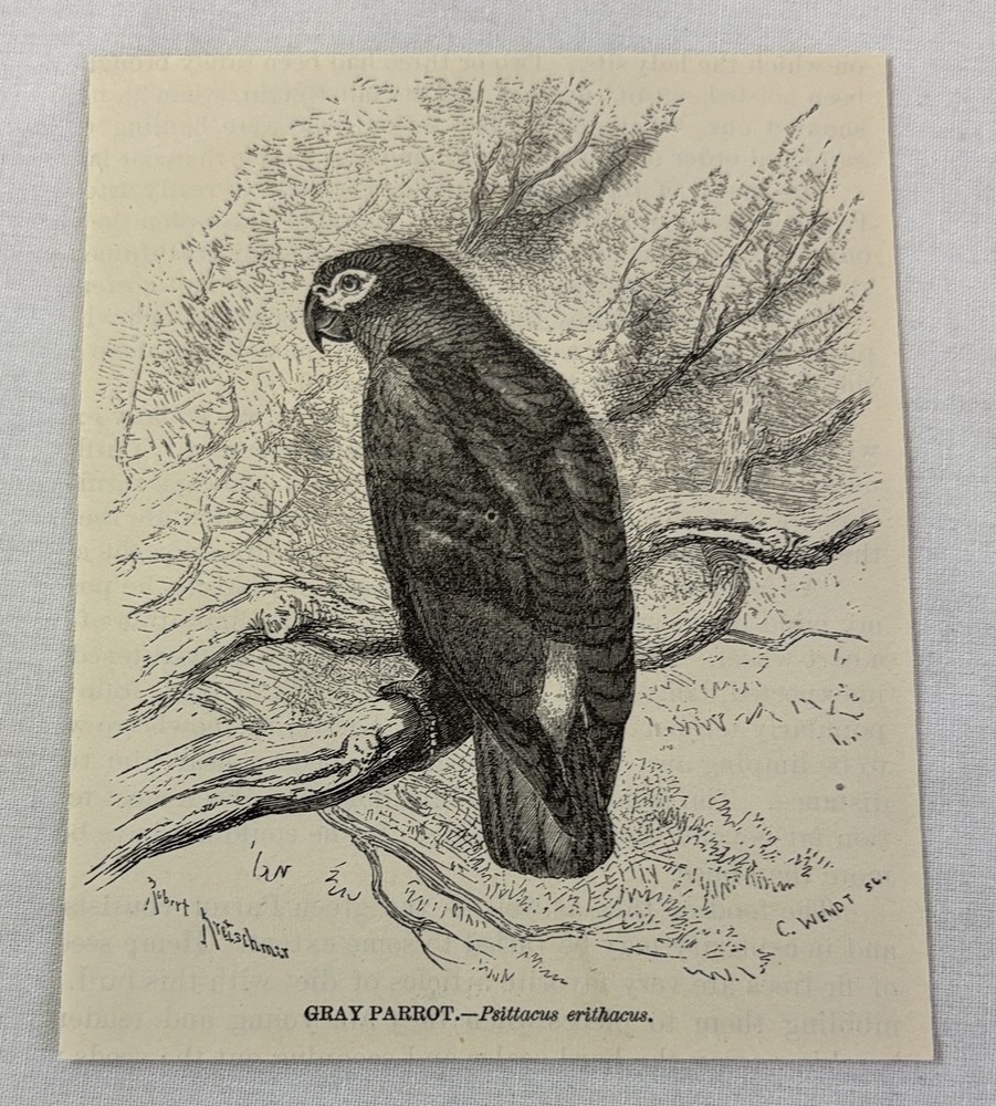 1885 book engraving ~ GRAY PARROT