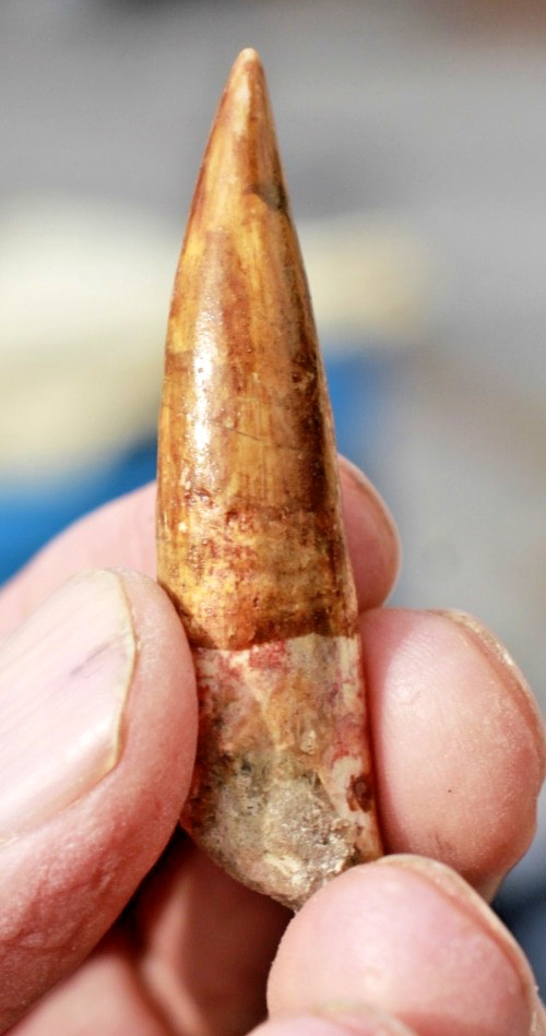 Authentic 2.0" Spinosaurus Tooth in Riker Mount