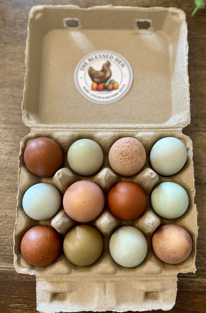🚨SALE🚨Rainbow Hatching Eggs ! Create a Flock That Will Lay Color!🌈