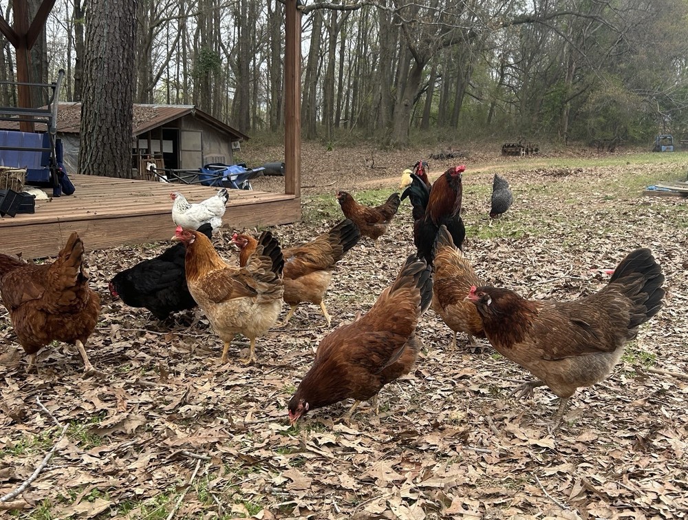 BYM Large Fowl Dozen Hatching Eggs