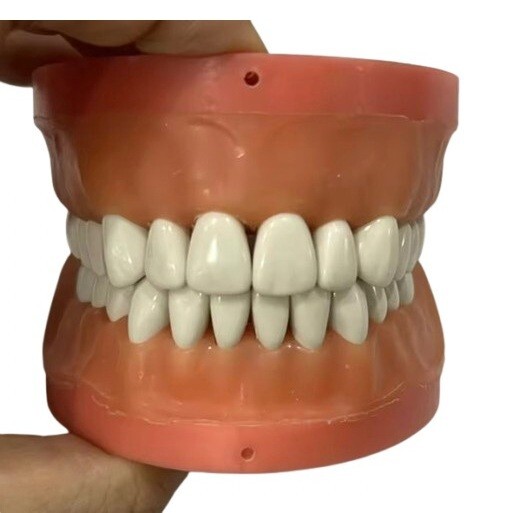 Typodont Teeth [Select # / 10 pcs]