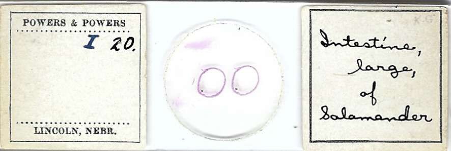 Salamander Large Intestine Microscope Slide by Powers & Powers