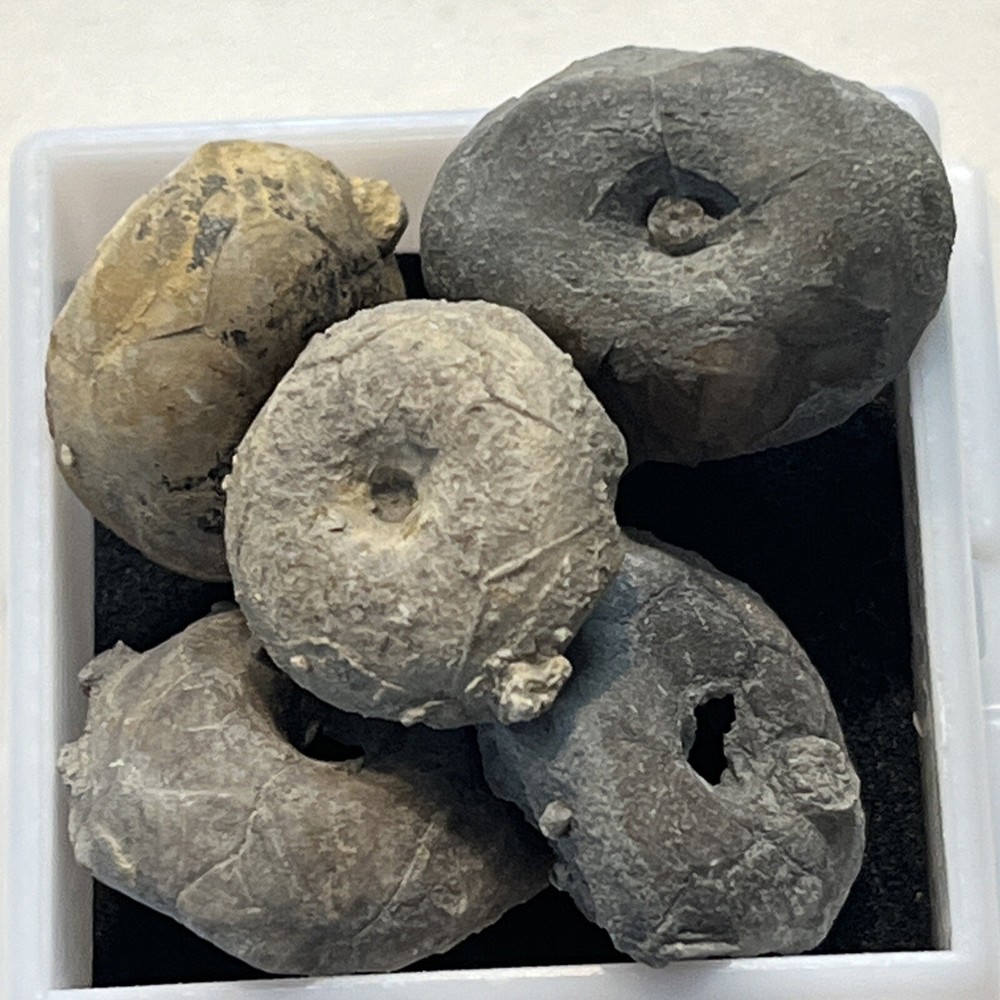 Crinoid Caps  #9