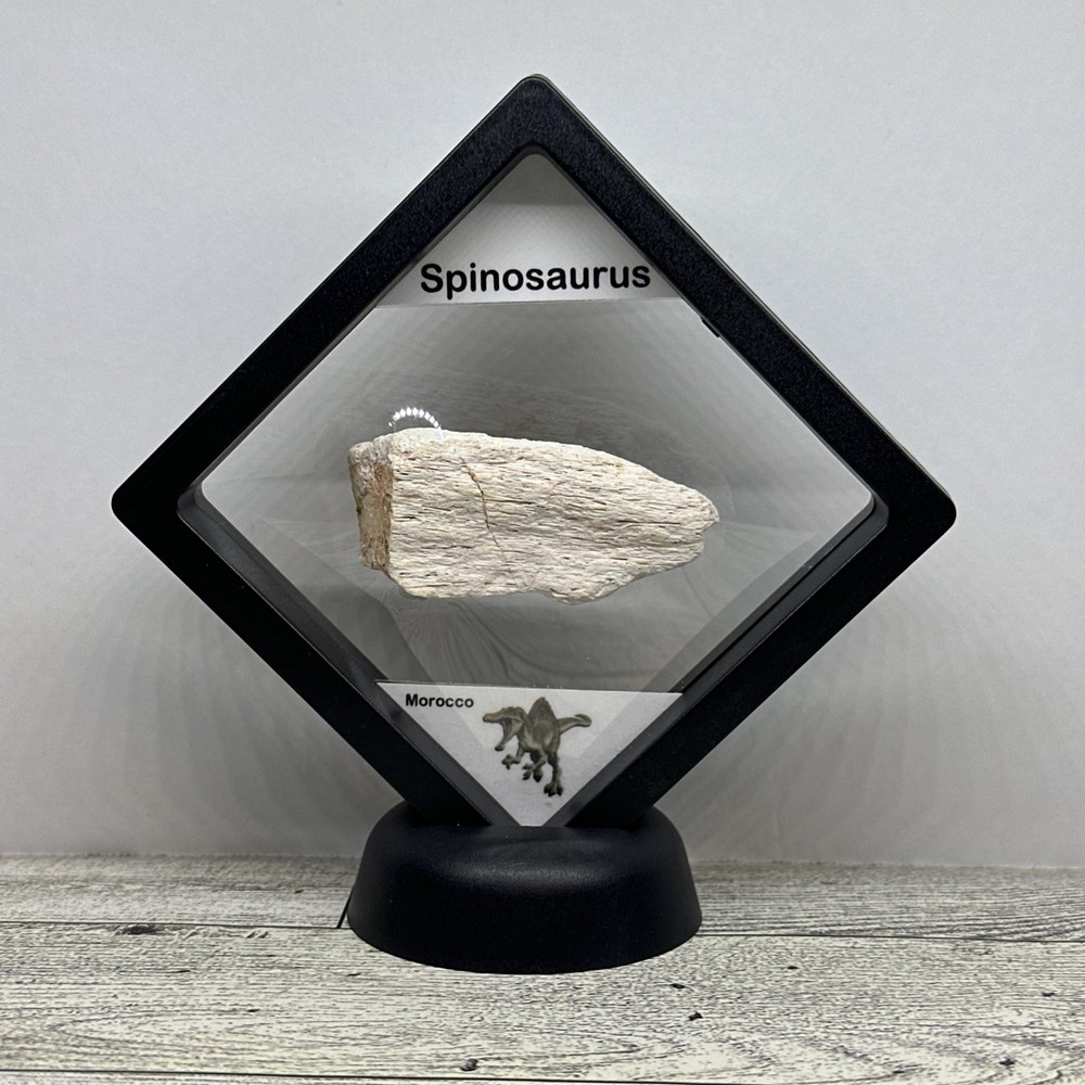 Spinosaurus Extinct Dinosaur Bone Fossil in Display Case