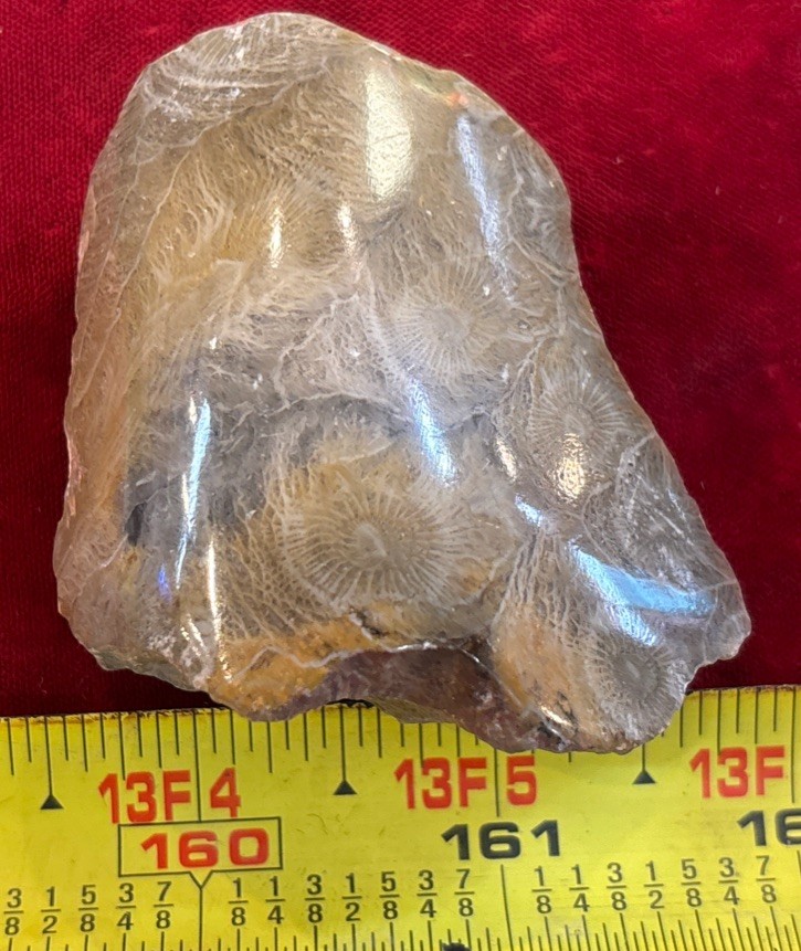 Petrified Coral End Polished