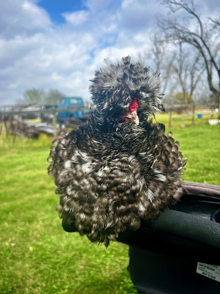 12 RARE Hens Choice Hatching Eggs NPIP