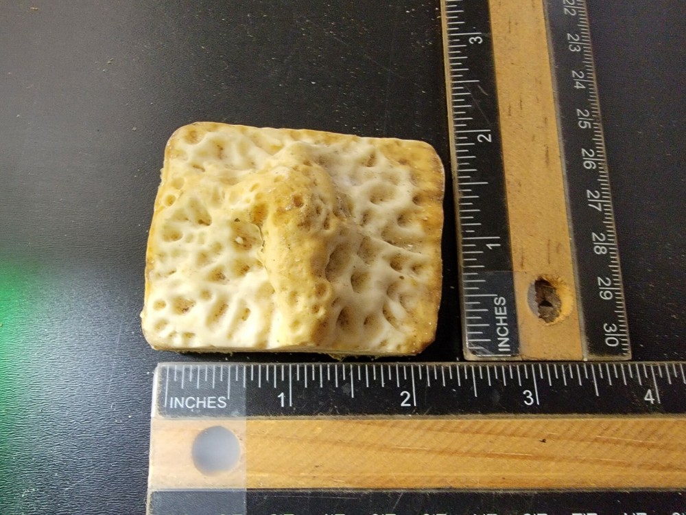 Gator Alligator Back Scute bone bones Bony scutes croc weird Osteoderms