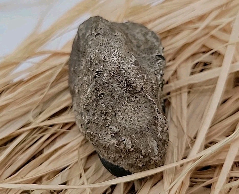Egg Fossil Reptile Permineralized Compression Fossil