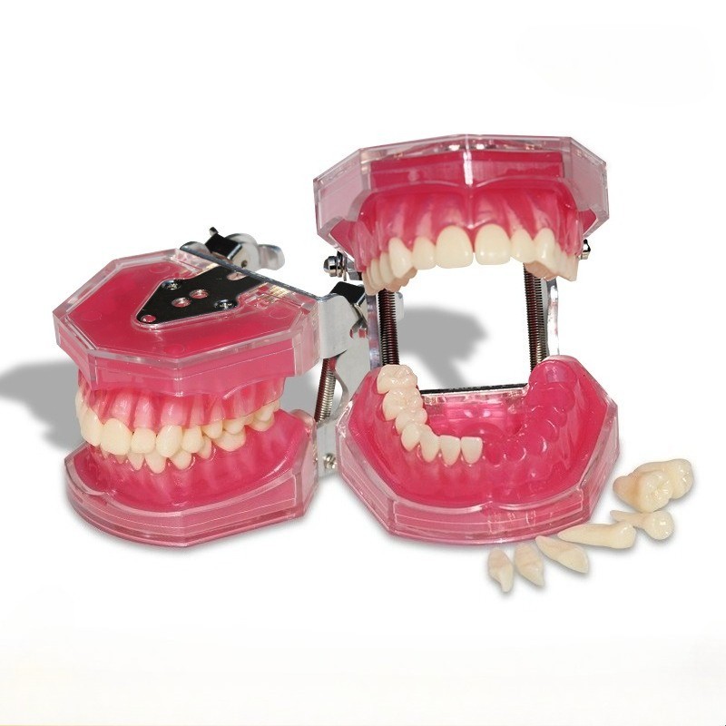 Student Practice  Standard Teeth Extraction Model 28Pcs Tooth soft Gingiva