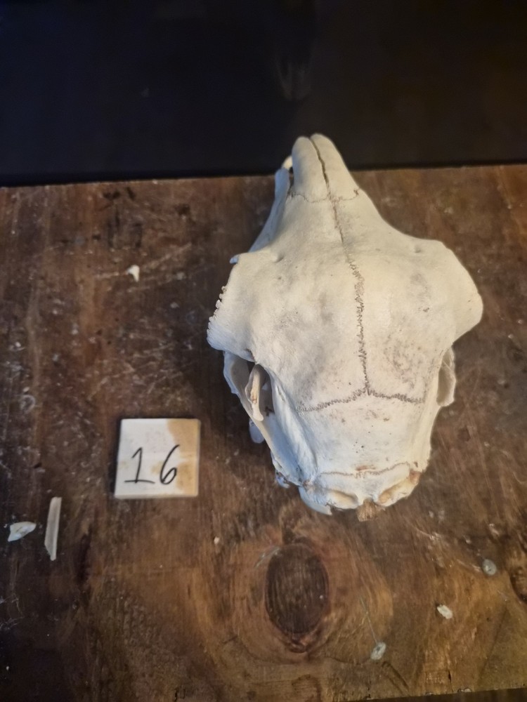 Sheep Skull