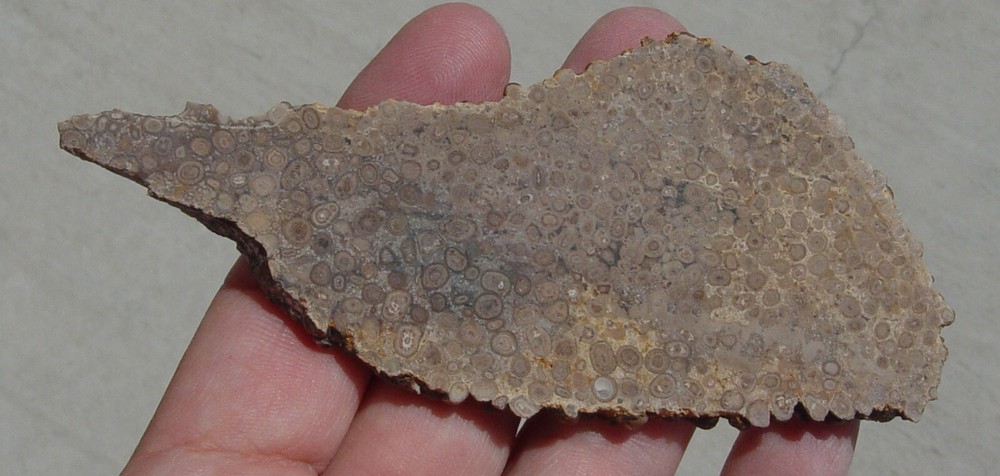 Oolite Lapidary Slab T1210