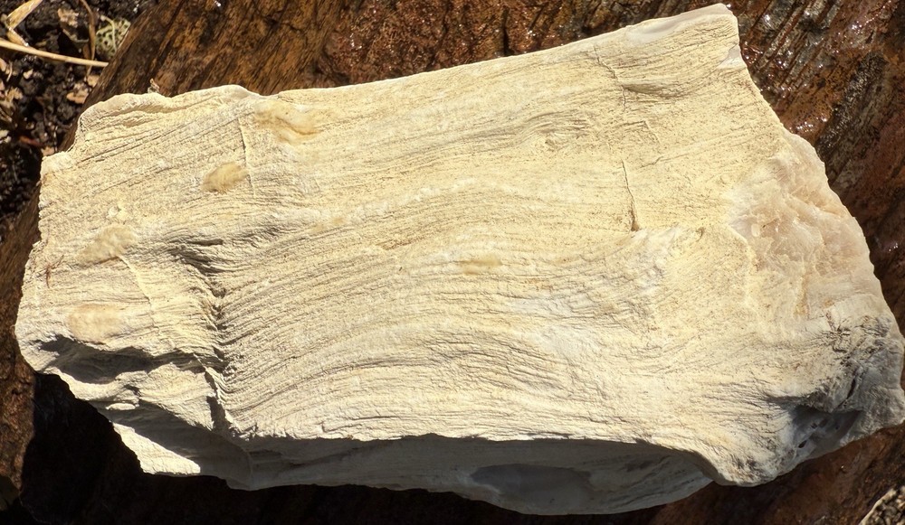 Washington Opalized Petrified Wood Limb Section