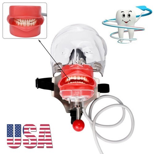 Student Dental Teaching Head Mold Oral Simulation Simple Head Mold Adjustment2pc