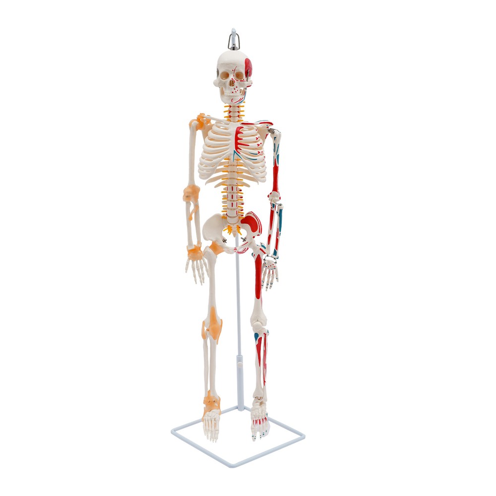 NEW 34" Modern Hanging Style Human Skeleton Model Includes Joint Ligaments White
