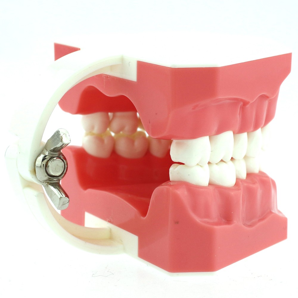 US Dental Teach Typodont Demonstration Teeth Model For Patient Study Brushing