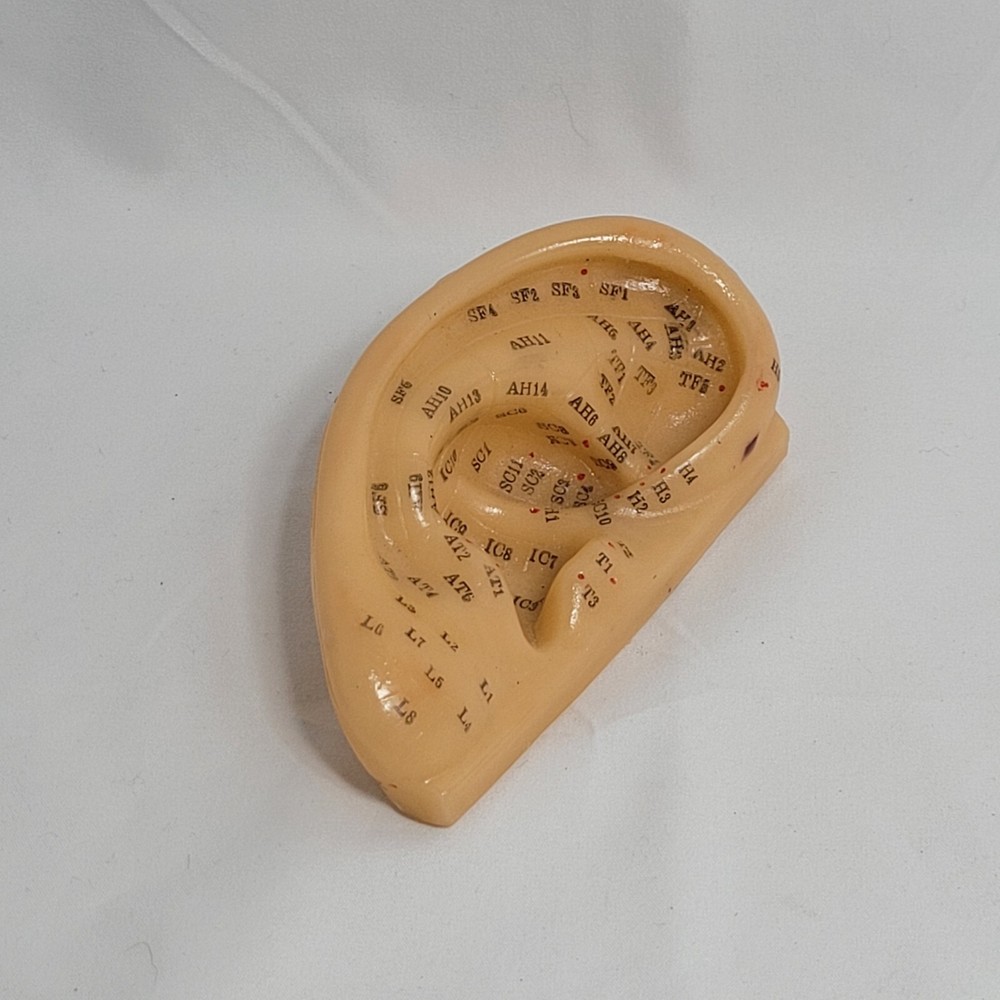 Professional Human Ear Acupuncture Points Model Anatomical Figure