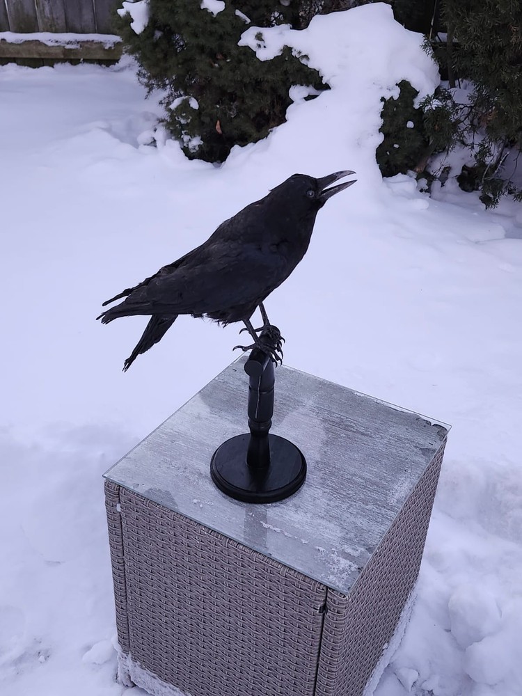Standing Carrion Crow Taxidermy