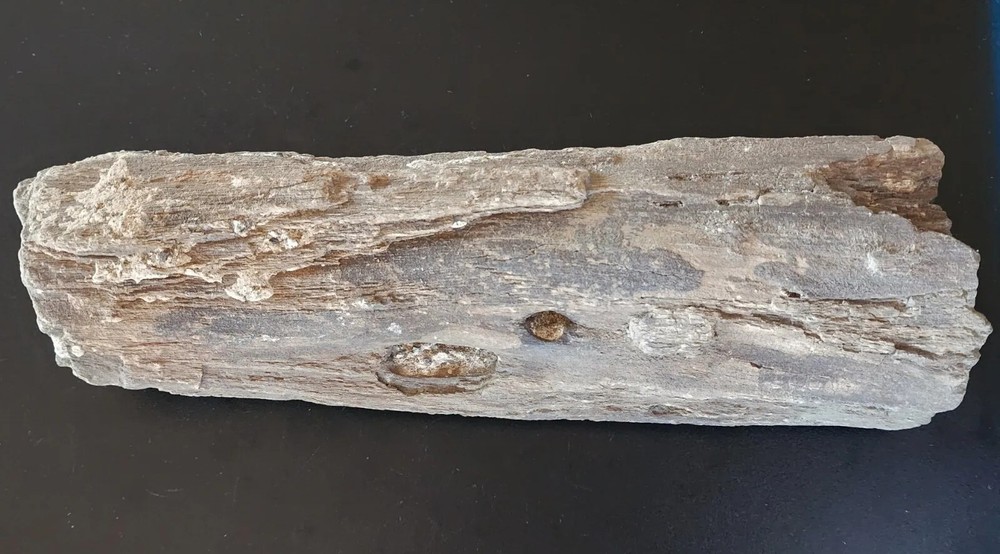 Petrified Wood Very Heavy Nice Definition