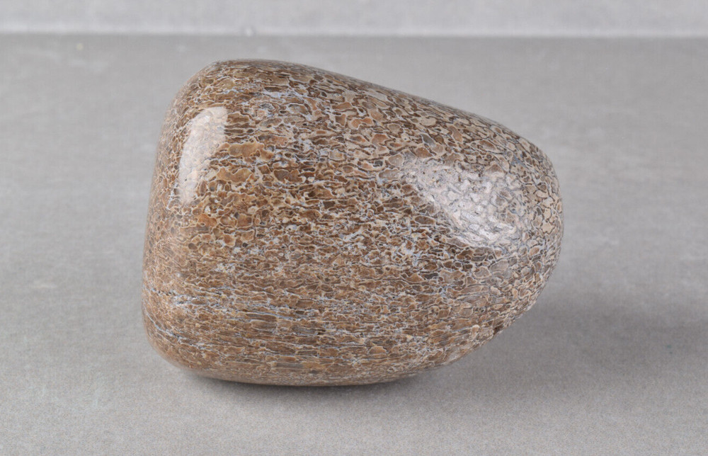 Fossilized Dinosaur Bone Polished from Morocco  4.6 cm # 19754