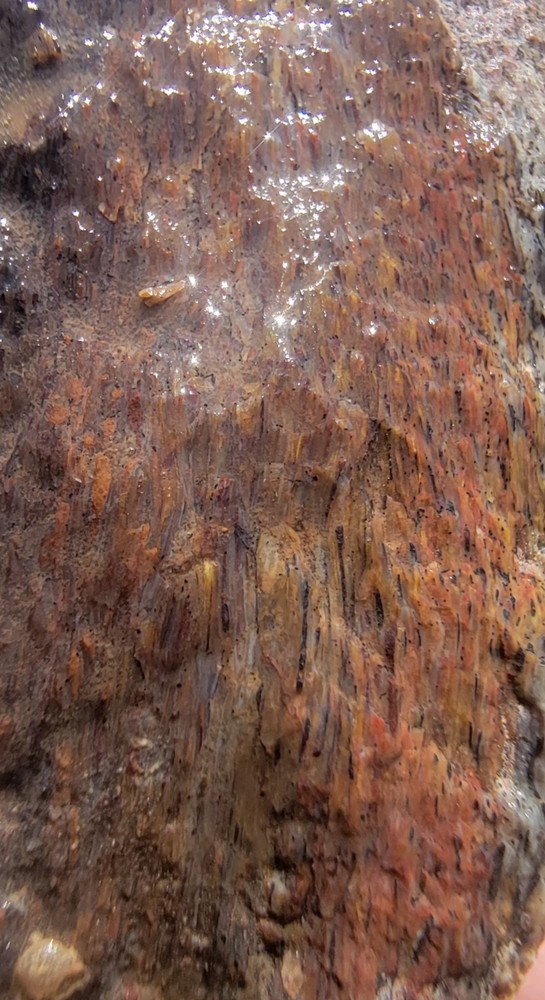 3.22 Lbs Agitized Dino Bone Smalls