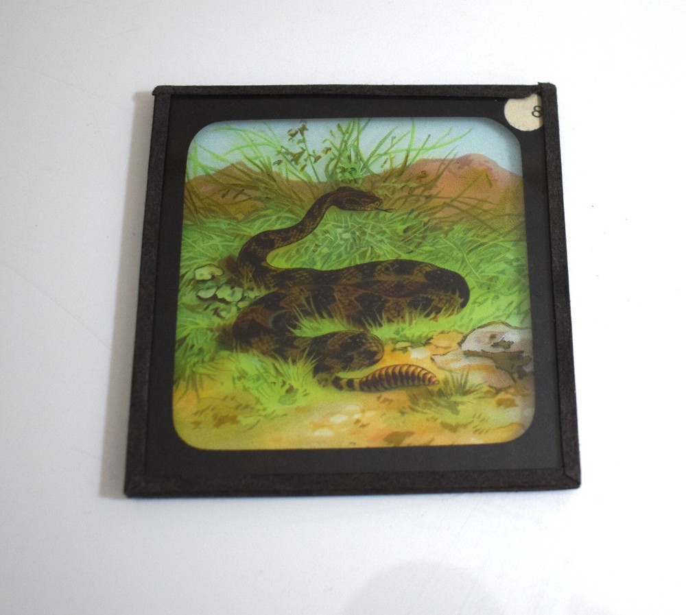 A RATTLESNAKE C1905 ANTIQUE Magic Lantern Slide SNAKE REPTILE