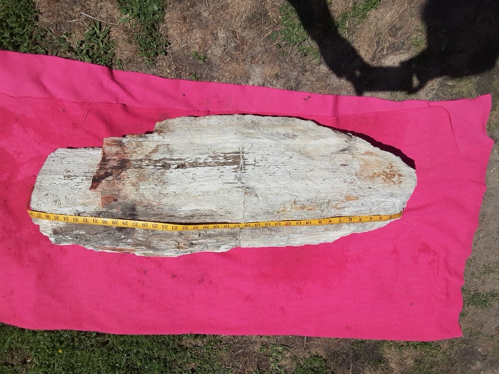 PETRIFIED LOG