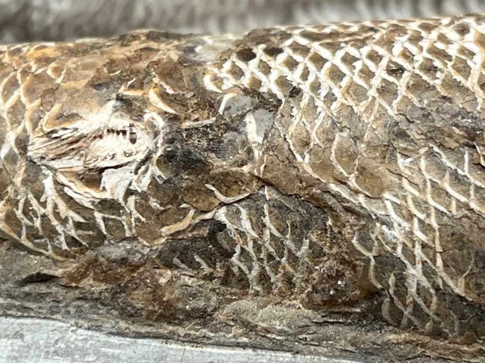 fossil fish very nice details 