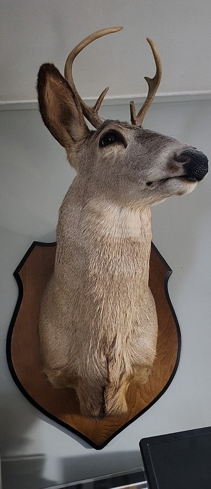 5 Point Deer Head Wall Mount
