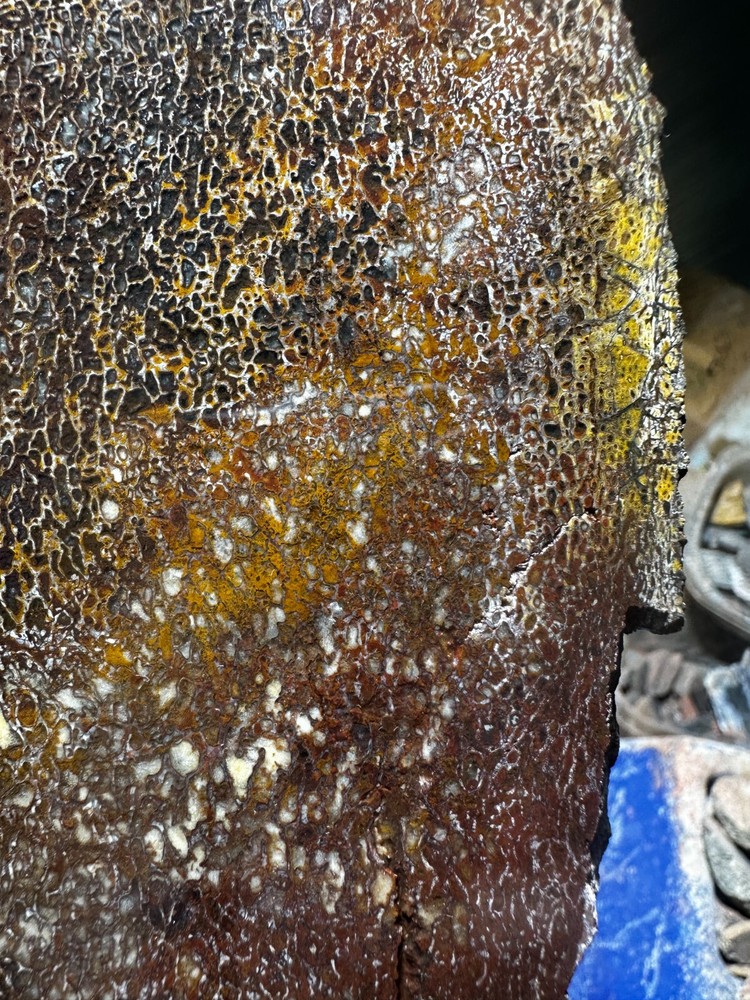 Dinosaur bone rough **hxtled slab.