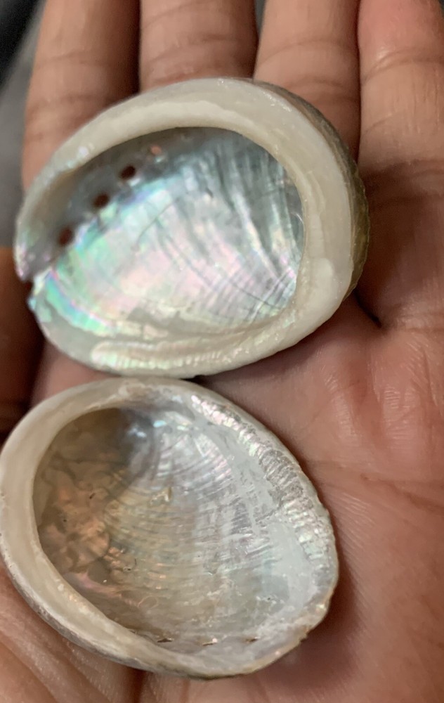 Oregon Abalone Shell  with Palo Santo stick