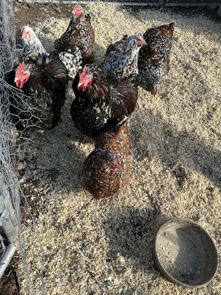 Jubilee Orpington Hatching Eggs 12+