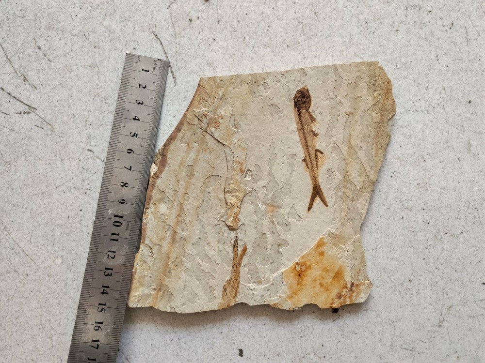 authentic and unique wolf fin fish fossils