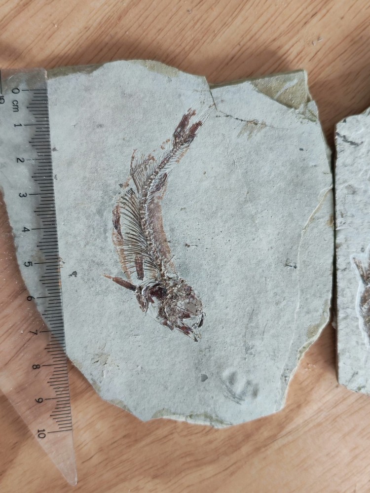 2pcs Unique and authentic fossilized fish like stone A040