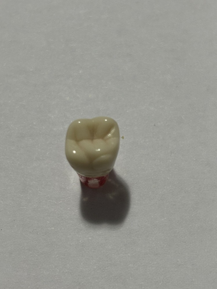 Endo Tooth #16 For ADC MODEL (10 Pack)