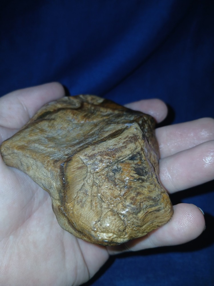 6.oz Petrified Palm Wood